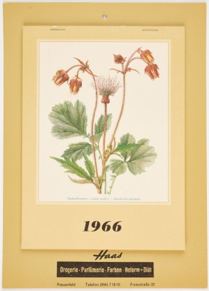 Kalender mit naturalistisch gezeichneten Heilpflanzen, Kundengeschenk aus der Drogerie und Parfümerie Haas in Frauenfeld